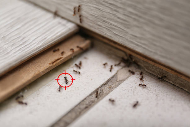 Best Pest Inspection Near Me  in Edgewater, FL