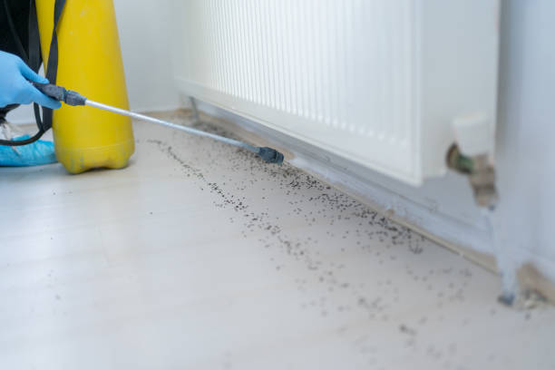 Best Wasp Removal Services  in Edgewater, FL